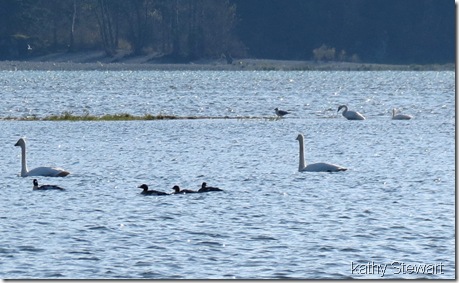 Swans and merganser in the 'chop'