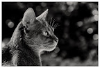 Abessinierkater Paul
