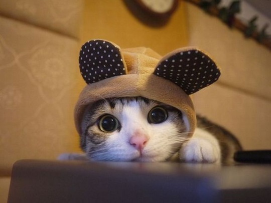 [funny-animals-haha-23%255B2%255D.jpg]
