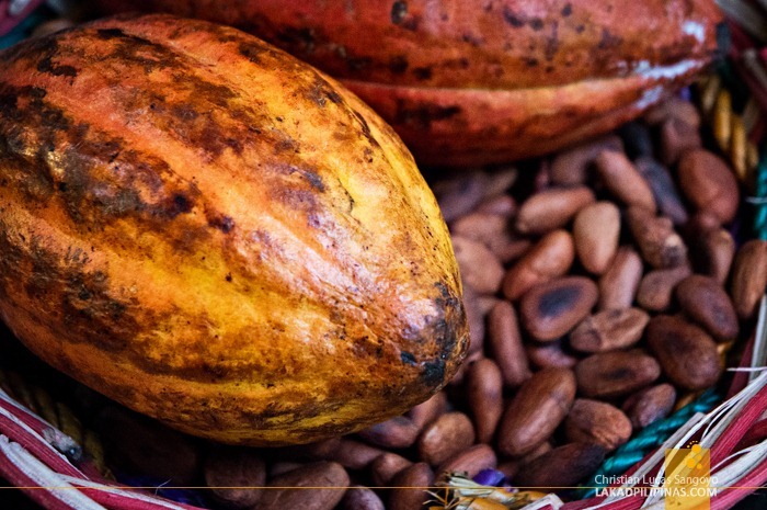 Cacao Fruit at Baguio City's Choco-Late de Batirol 