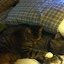 cats_reneseme_2011_06_10_05.jpg