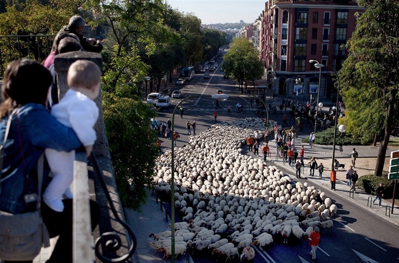 sheep-protest-2011-3