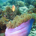 Anemonefish (Cabilao)