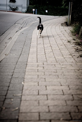 IMG_20110821_063608_2927