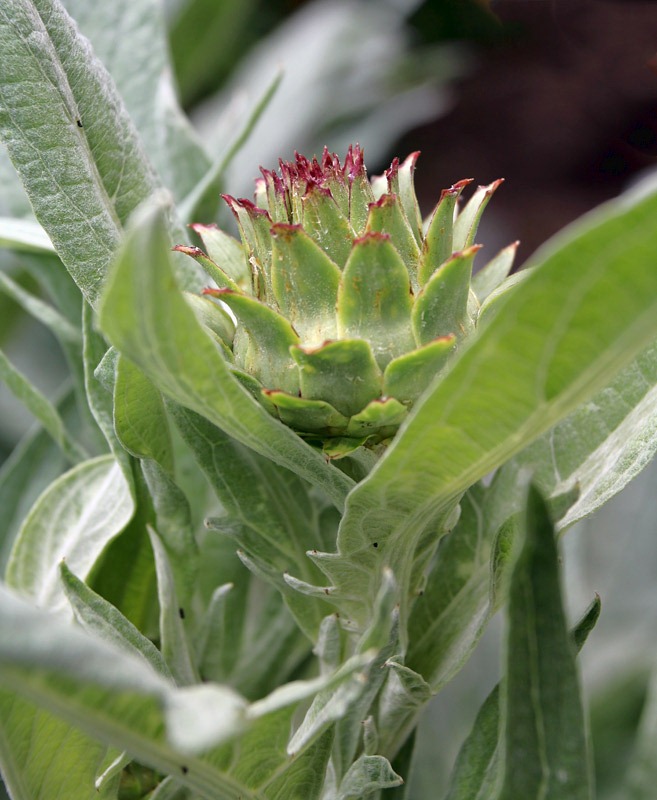 [120525_artichoke_06%255B2%255D.jpg]