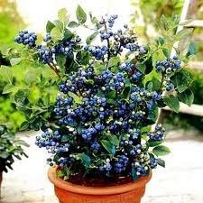 [blueberry%255B7%255D.jpg]