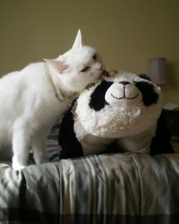 A clowder of cats, A sleuth of bear... A clowder of cats, A sleuth of bear...