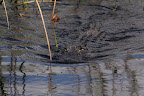 Everglades Airboat Tour