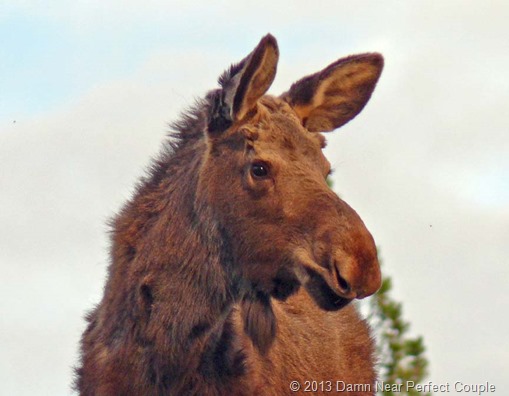 Turnbull NWR Moose Close-up