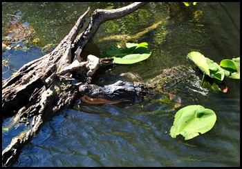 15a - Gator trying to get on log in sun