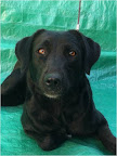 Daysi. Hembra 3 años. Tímida, cariñosa, juguetona