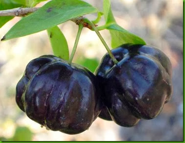 Pitanga Black2 Pitanga Black2