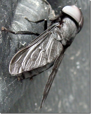 Black Horse Fly (Tabanus atratus) Black Horse Fly (Tabanus atratus)