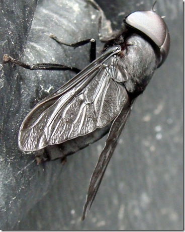 Black Horse Fly (Tabanus atratus)