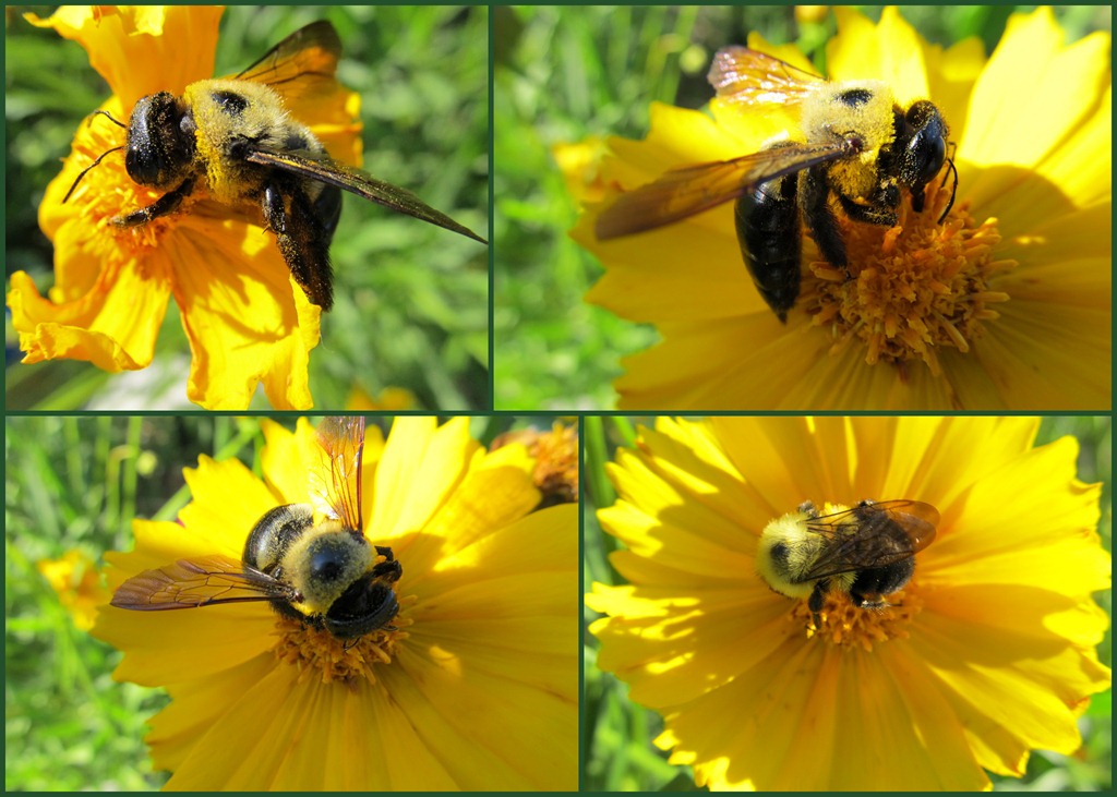 [bbee%2520on%2520coreopsis%2520collage%255B9%255D.jpg]