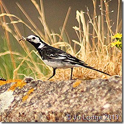 pied wagtail 1