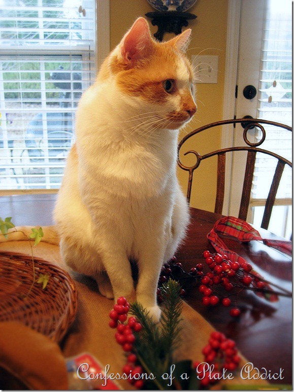 CONFESSIONS OF A PLATE ADDICT Baby Kitty