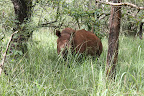White Rhino: “Ziwa” Rhino Park
