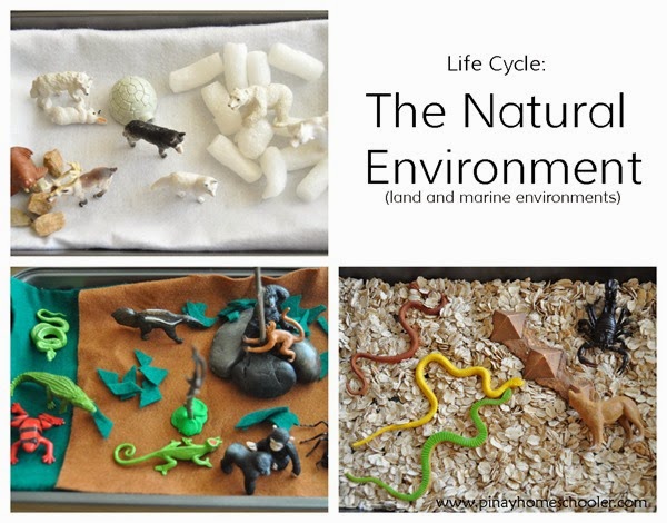 Life Cycle: Natural Environment I