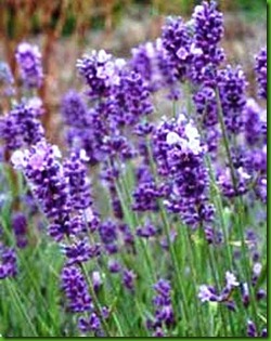 Lavandula_angustifolia3 Lavandula_angustifolia3