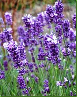 Lavandula_angustifolia3