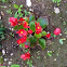 Begonia