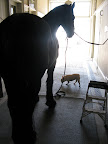 Grooming a Horse is a Big Job!