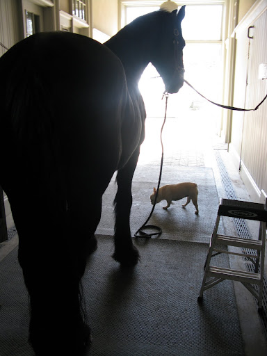 So Meindert, I've come to help Betsy out by grooming your enormous body.