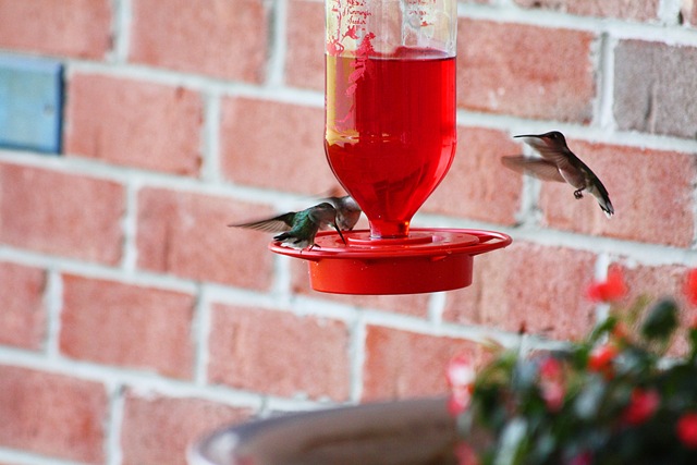 [hummingbirds3.jpg]