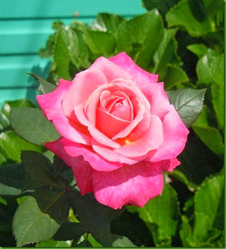 Rosa CORONADO Rosa CORONADO