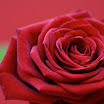 IMG_6474.JPG