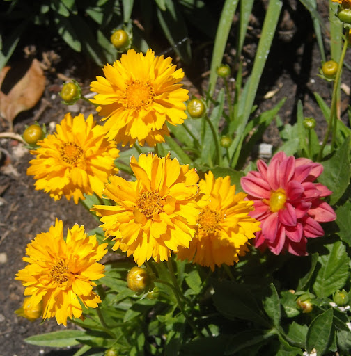 Flower Delivery Hong Kong Ltd Launches Mothers Day Flowers