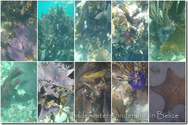 soft corals at North Long Cocoa Cay, Belize