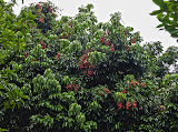 Litchi trees! My favorite fruit, and oh so delicious when they're fresh from the tree! Madagascar6 - 109.jpg