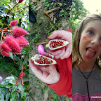 An achiote pod, the seeds of which give off a bright dye that emma uses for war paint.