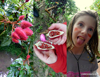 An achiote pod, the seeds of which give off a bright dye that emma uses for war paint.