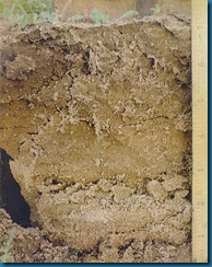 soil-1bg soil-1bg