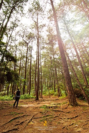 Camp John Hay's Pine Forest