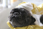 Cleaning is also a sign of affection for us and it can be a bonding experience for you and your pup!  I love you Laura!