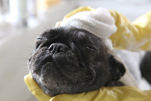 Cleaning is also a sign of affection for us and it can be a bonding experience for you and your pup!  I love you Laura!