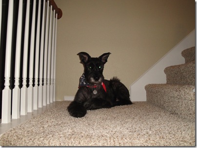 1.  Lucy relaxing on stairs