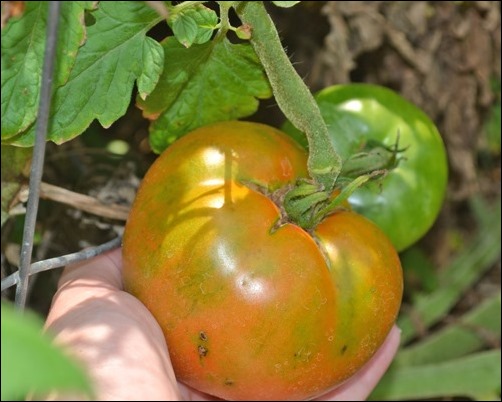 ripening tomatoes