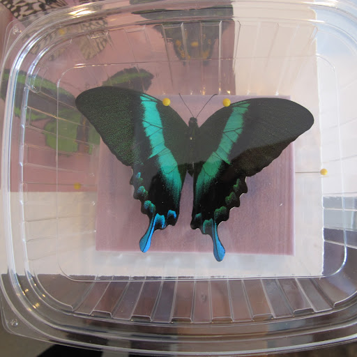 These real preserved butterflies came all the way from Spencer, Ohio!