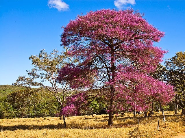 [Aniba%2520rosaeodora%25201%255B3%255D.jpg]