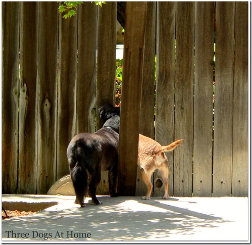 dogs at fence1