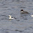 Bielaczki (Mergellus albellus), fot. M. Kowalski