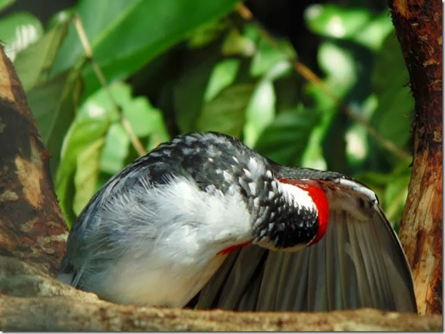 Parque_das_Aves_DSC00226