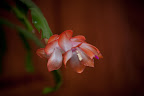 Cactus Flower