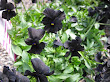 Viola Black Magic