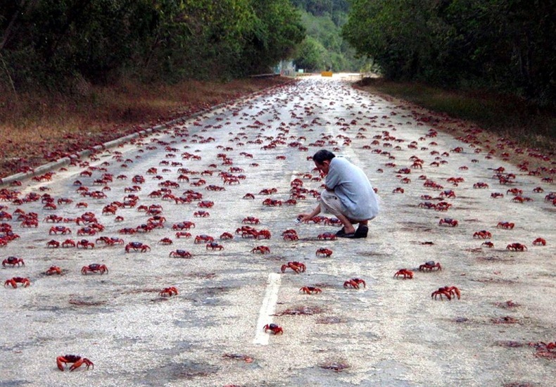 red-crab-migration-2